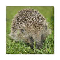 Hedgehog Magnets