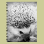 hedgehog notebooks