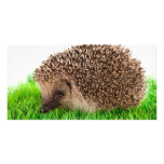 hedgehog personalized photo card