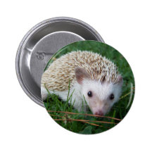 Hedgehog Pinback Button