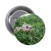 Hedgehog buttons