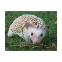 Hedgehog Postcards