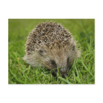 Hedgehog Postcard