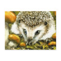 Hedgehog postcard