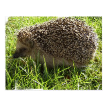 Hedgehog Postcard