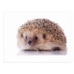Hedgehog, Postcard