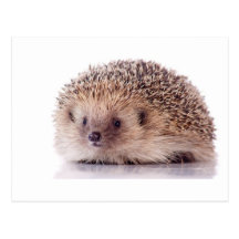 Hedgehog, Postcard