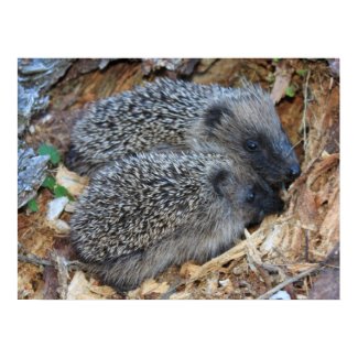 Hedgehog Poster