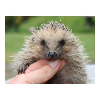 Hedgehog Poster