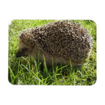 Hedgehog  Premium Magnet
