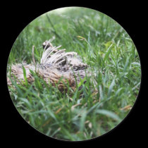 Hedgehog stickers
