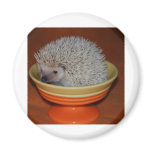 Hedgehog Sundae Refrigerator Magnets