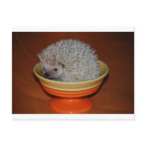 Hedgehog Sundae postcards by amjon1 Hedgehog Sundae postcards