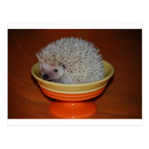 Hedgehog Sundae Postcard
