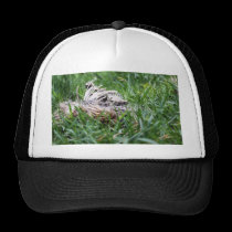 Hedgehog hats