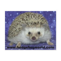 hedgehogworld postcard by hedgehogworld hedgehogworld postcard