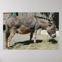 HeeHaw posters