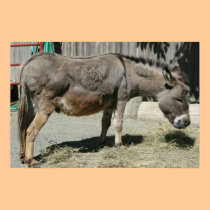 HeeHaw posters