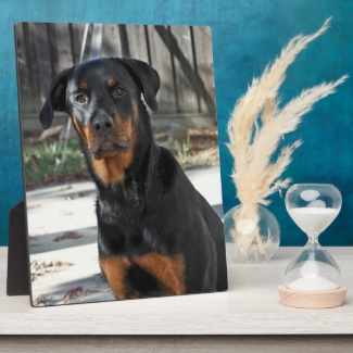 Heidi Rottweiler Backyard Photo Plaque