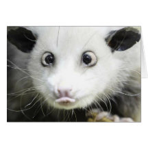 crazy eyed opossum