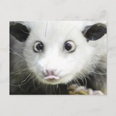 Crossed Eyed Opossum