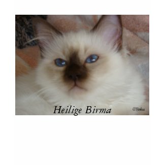Heilige Birma shirt