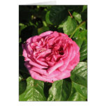 Heirloom Hybrid Tea Rose 027 cards