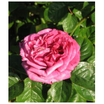 Heirloom Hybrid Tea Rose 027 t-shirts by MobyD46 Heirloom Hybrid Tea Rose 027 t-shirts