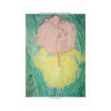HEIRLOOM IRIS posters