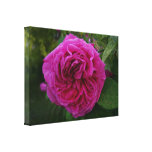 Heirloom Rose Canvas Prints