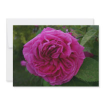 Heirloom Rose Personalized Announcement