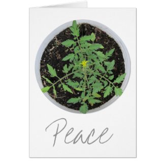 Heirloom Tomato Plant Peace Sign Greeting Cards