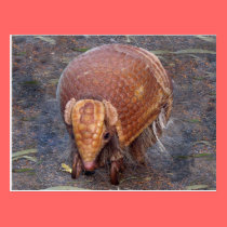 Helaine's Armadillo postcards