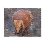 Helaine's Armadillo Post Card