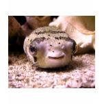 Helaine's Blowfish Pufferfish t-shirts