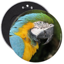 Helaine's Blue Orange Parrot buttons
