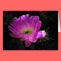 Helaine's Cactus Flower cards