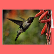 Helaine's Hummingbird 2 cards