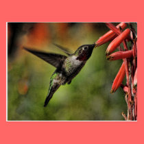 Helaine's Hummingbird 2 postcards