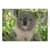 Helaine's Koala Bear Card