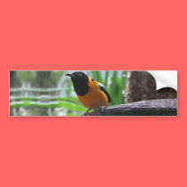 Helaine's Oriole bumper stickers