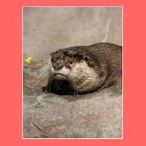 Helaine's Otter postcards