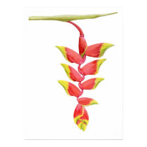 Heliconia Branch Poster posters