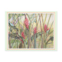 Heliconia Bush postcards