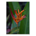 Heliconia cards