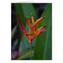 Heliconia cards