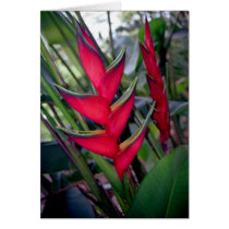 Heliconia cards