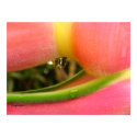 Heliconia Exotic Tropical Candy Poster Print