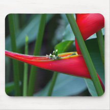 Heliconia Flower Mousepad
