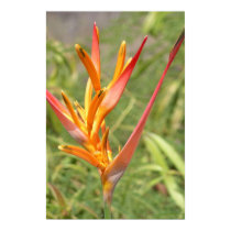 Heliconia Flower Print